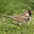 Breeding plumage adult. Note: gray cheek and black bib/crown.