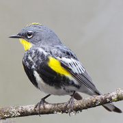 Breeding male 